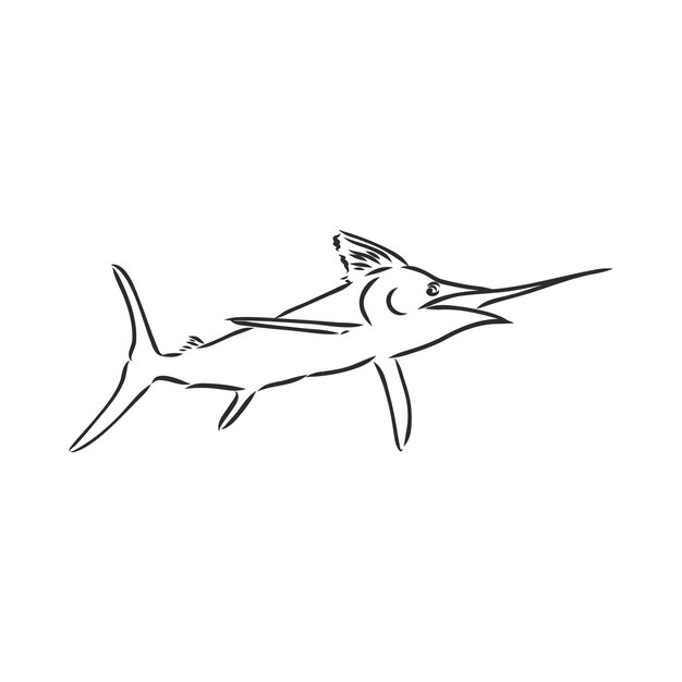 Ilustración de vector de pez espada dibujado a mano en estilo boceto boceto de vector de marlin