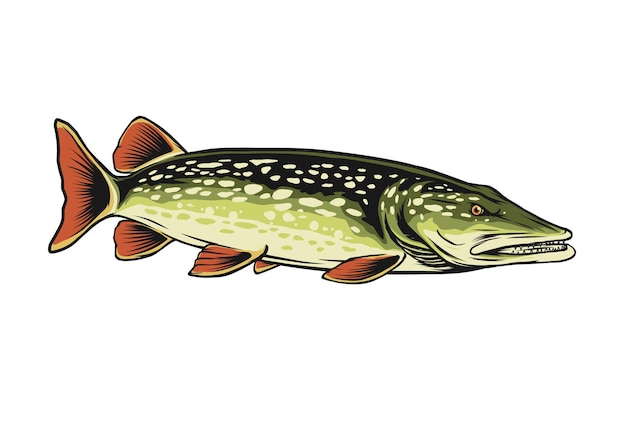 Ilustración de vector de pez lucio del norte