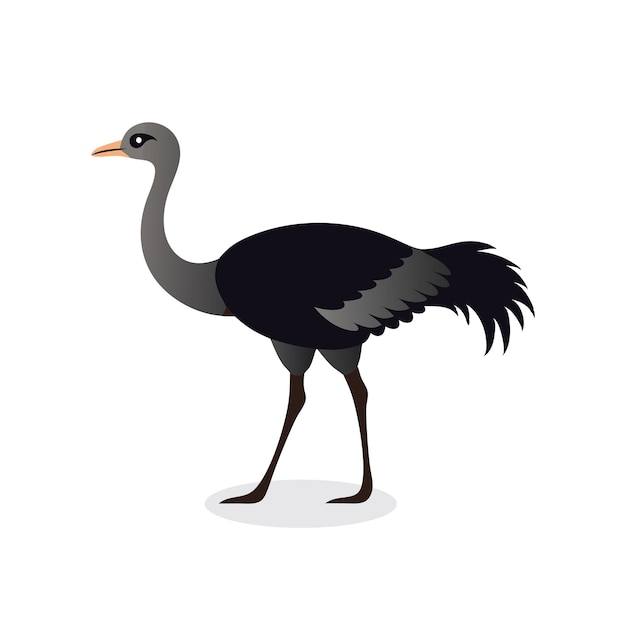 Ilustración de vector plano aislado de avestruz animal en fondo blanco