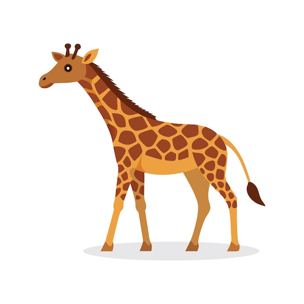 Ilustración de vector plano aislado de girafa de África Occidental en fondo blanco