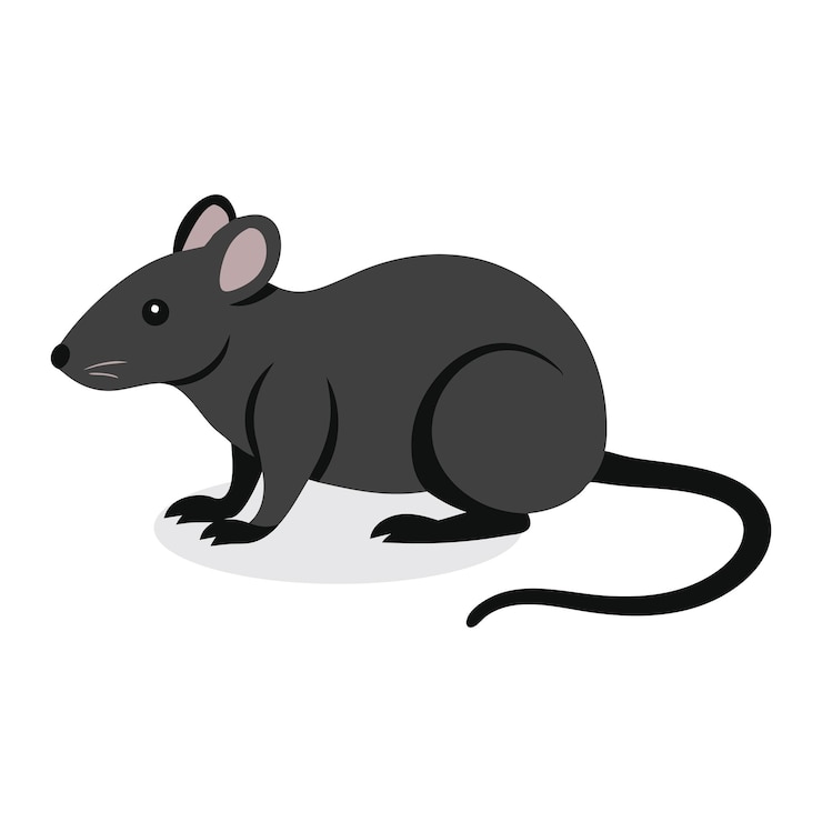 Vector ilustración de vector plano aislado de ratas en fondo blanco