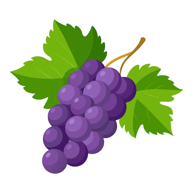 Ilustración de vector plano aislado de uvas