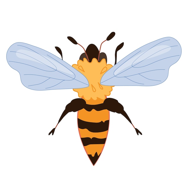 Ilustración de vector plano de insecto de abeja de miel aislado sobre fondo blanco