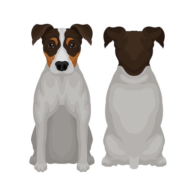 Ilustración de vector plano de jack russell terrier sentado vista frontal y trasera Cachorro con abrigo corto y ojos brillantes Pequeño perro de caza