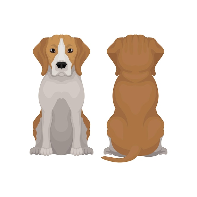 Ilustración de vector plano de perro beagle sentado Cachorro pequeño con orejas largas y bozal adorable Animal doméstico Vista frontal y posterior