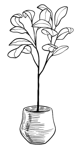 Ilustración de vector de planta casera de higuera de hoja de violín Dibujo de contorno aislado en blanco Clipart botánico para decoración de impresión de diseño