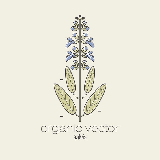 Ilustración Vector Planta Salvia Diseño Planta Medicina