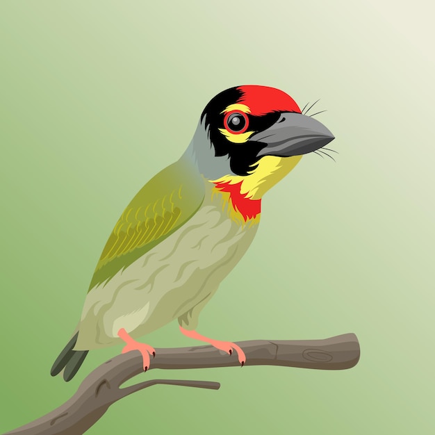 Ilustración de vector premium barbet calderero