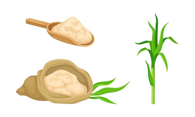 Ilustración del vector de producción de alimentos orgánicos naturales de la planta de caña de azúcar y el azúcar de caña
