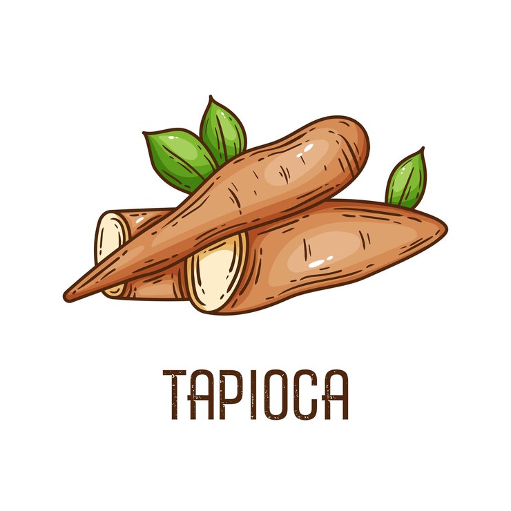 Vector ilustración de vector de raíz de tapioca