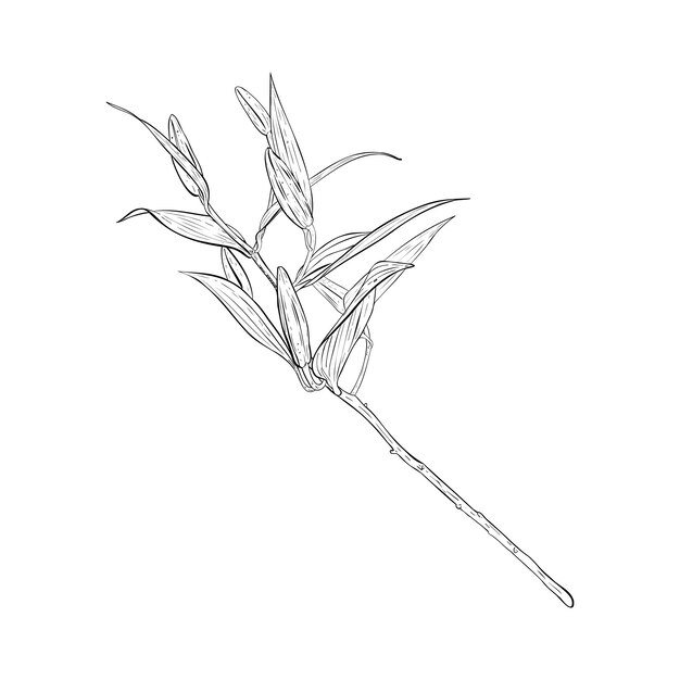 Ilustración de vector de rama de flor de lirio con capullos Está listo para abrir Dibujo gráfico de contorno negro de pétalos Para postales diseño decoración impresiones carteles pegatinas souvenirs tatuajes sellos