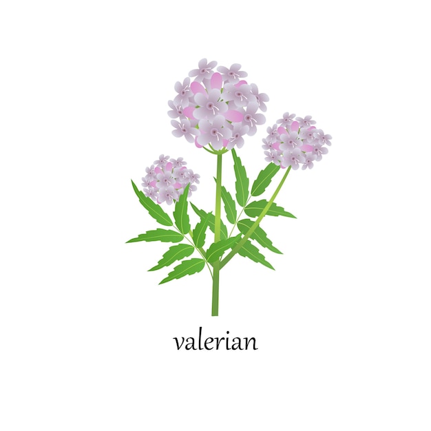 Ilustración de vector de una ramita de valeriana en flor, una planta medicinal, aislada sobre fondo blanco. Imagen de una hierba calmante en la medicina popular.