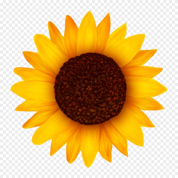 Ilustración de vector realista de flor de girasol