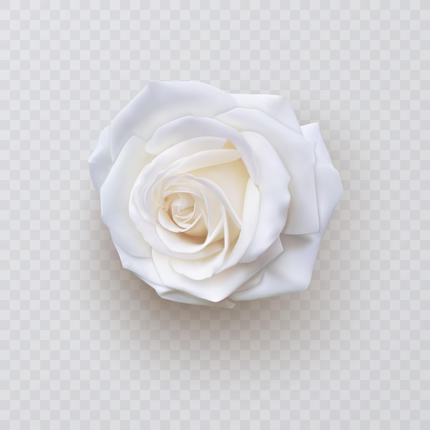 Vector ilustración de vector de rosa blanca realista