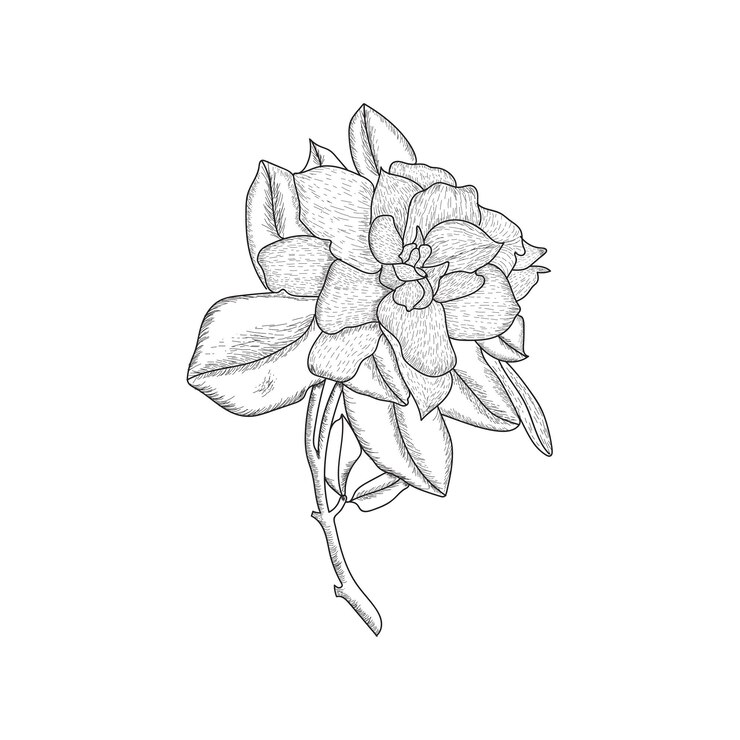 Ilustración de vector de rosa vintage dibujado a mano