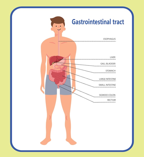 Vector ilustración de vector de sistema digestivo