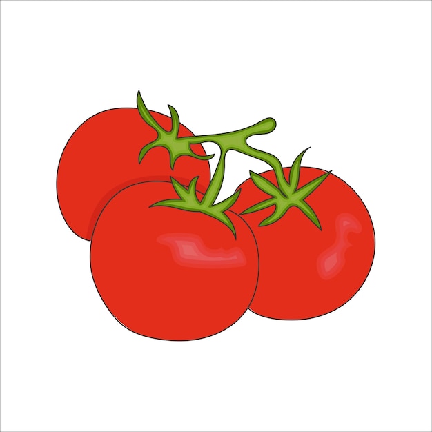 Ilustración de vector de tomate fresco sobre fondo blanco aislado