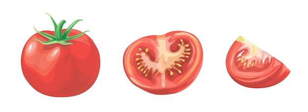 Ilustración de vector de tomate rojo Cortar tomate tomate sliceCartoon vegetal conjunto de elementos aislados