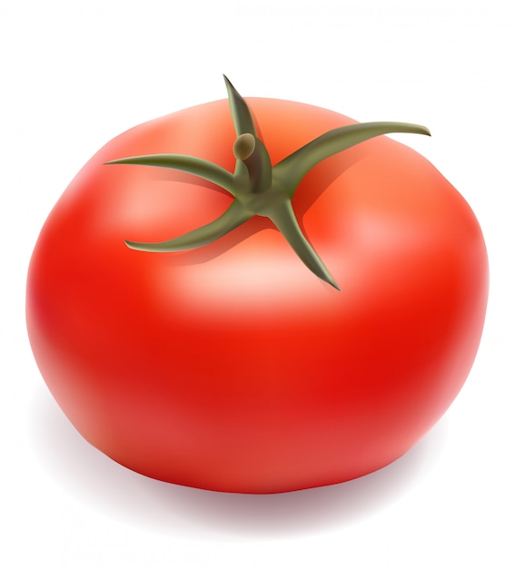 Ilustración de vector de tomate