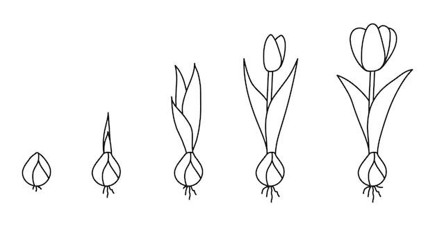 Ilustración de vector de tulipán de ciclo de vida