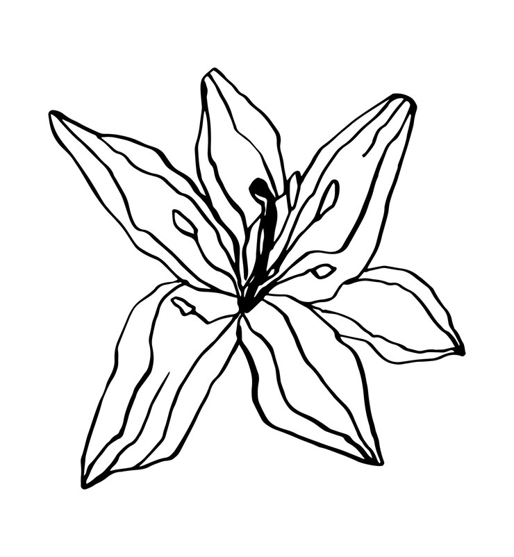 Ilustración de vector único de una flor. Arte lineal, botánica de doodle