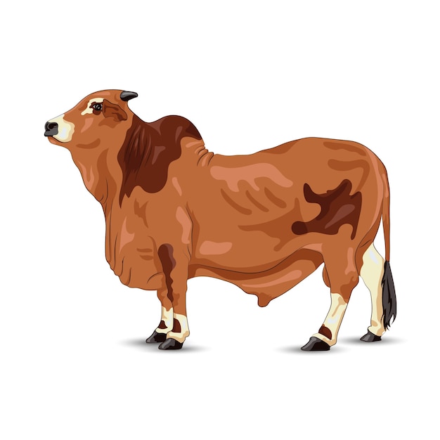 Ilustración de vector de vaca toro realista sobre fondo blanco