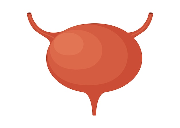 Ilustración de Vector de vejiga urinaria aislado sobre fondo blanco
