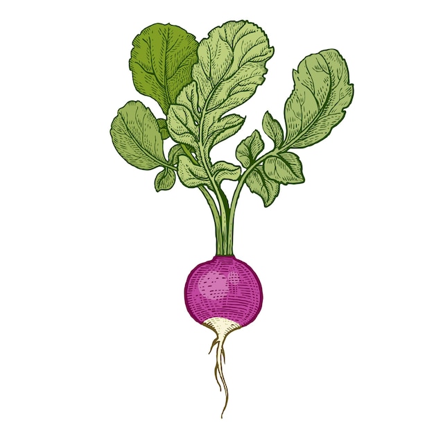 Vector ilustración de vector de verduras rábano