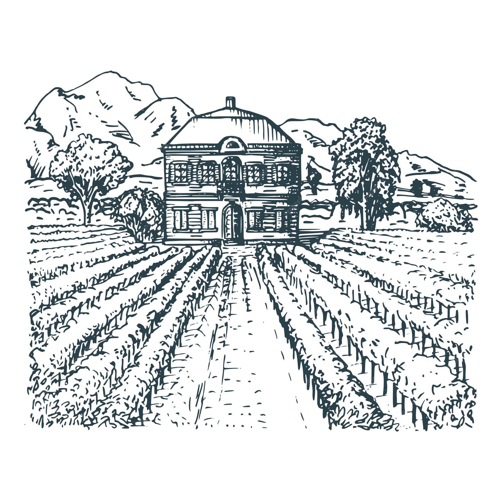 Ilustración de vector de viñedo. esbozo manual de villa, hacienda en campos  y colinas. paisaje mediterráneo dibujado para etiqueta, afiche, etc. |  Vector Premium