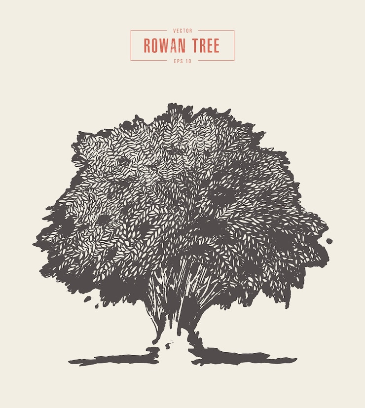 Vector ilustración de vector vintage de alto detalle de un árbol de serbal