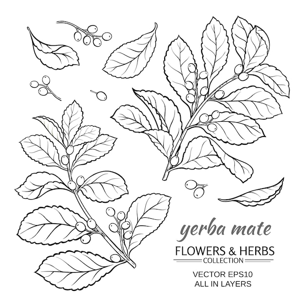 Vector ilustración de vector con yerba mate sobre fondo blanco