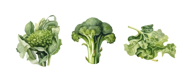 Ilustración de vectores aislados de broccoli clipart