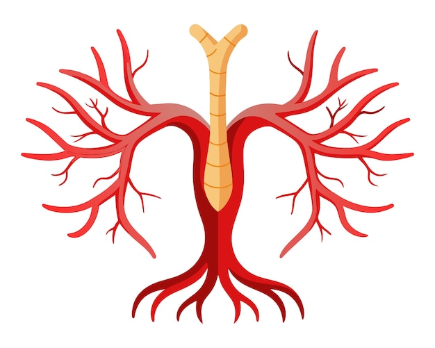 Vector ilustración de vectores planos aislados de partes del cuerpo de la arteria humana en fondo blanco