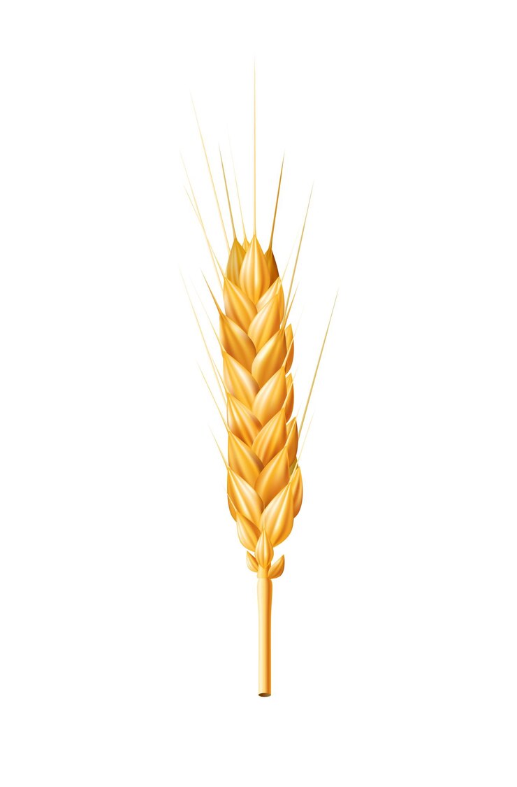 Vector ilustración vectorial 3d realista de una espiga dorada de trigo aislada en un fondo blanco