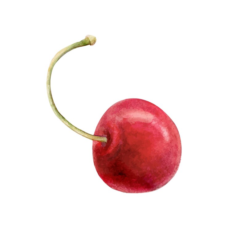 Vector ilustración vectorial de acuarela de cereza, baya roja, rama verde, frutas, acuarela, ramita aislada en blanco.