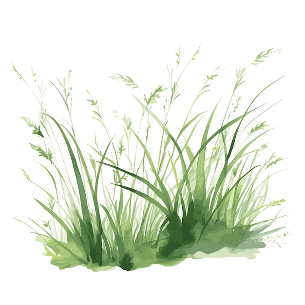 Ilustración vectorial de acuarela de hierba dibujada a mano
