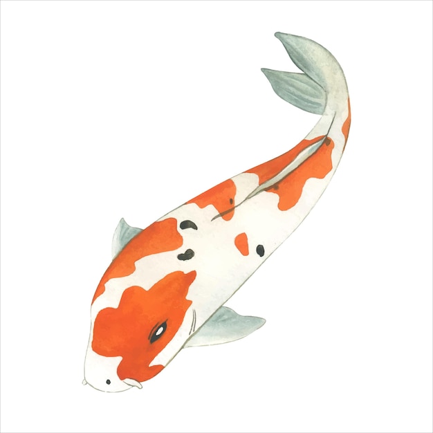 Ilustración vectorial de acuarela de Koi Fish japonesa Carpa oriental colorida en Asia Pescado dorado chino y pesca tradicional de fondo aislado
