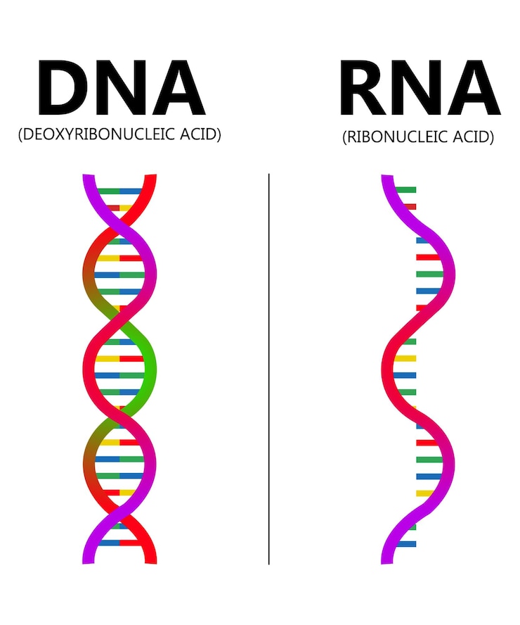 Vector ilustración vectorial de adn frente a arn diagrama de explicación de ácido genético educativo estructura de la nucleobasa