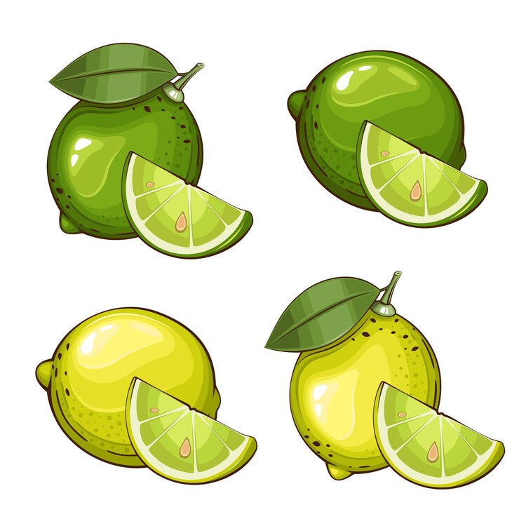Vector ilustración vectorial aislada de cal frutas ilustraciones coloridas aisladas en fondo blanco frutas