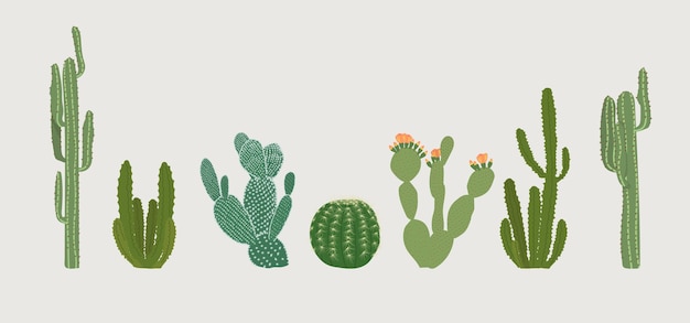 Ilustración vectorial aislada en un conjunto de fondo claro de cactus de diferentes tipos y tamaños