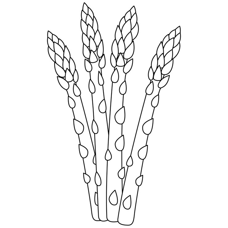Vector ilustración vectorial aislada de espárragos página para colorear para niños