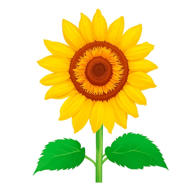 ilustración vectorial aislada de imágenes prediseñadas de girasol