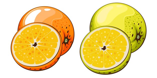 Ilustración vectorial aislada naranja Ilustración colorida de frutas aisladas sobre fondo blanco