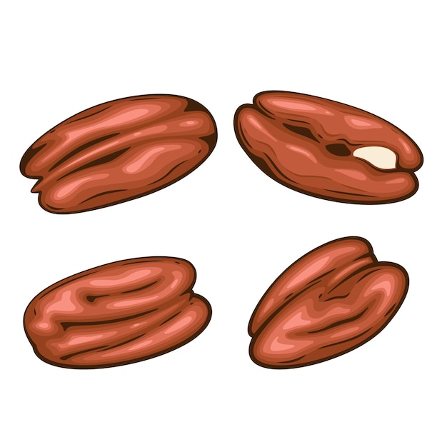 Ilustración vectorial aislada de nueces Conjunto de nueces de pecan aisladas en fondo blanco Estilo de dibujos animados de nueces