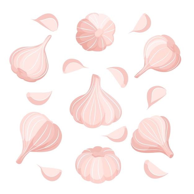 Ilustración vectorial de ajo