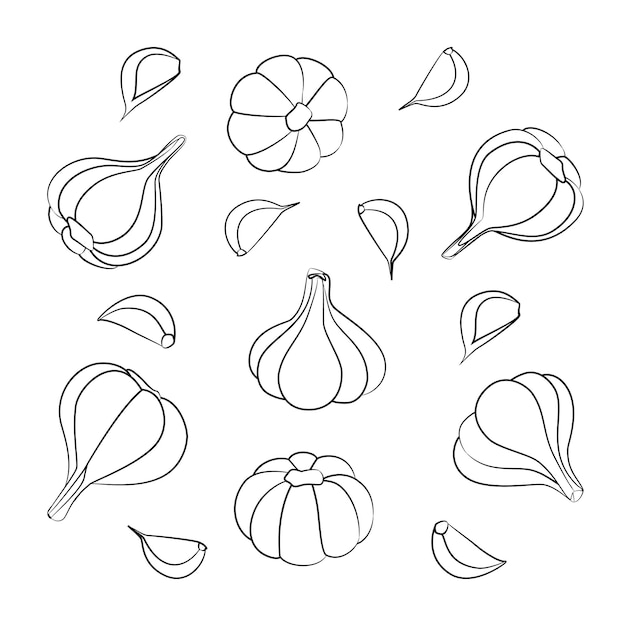 Ilustración vectorial de ajo