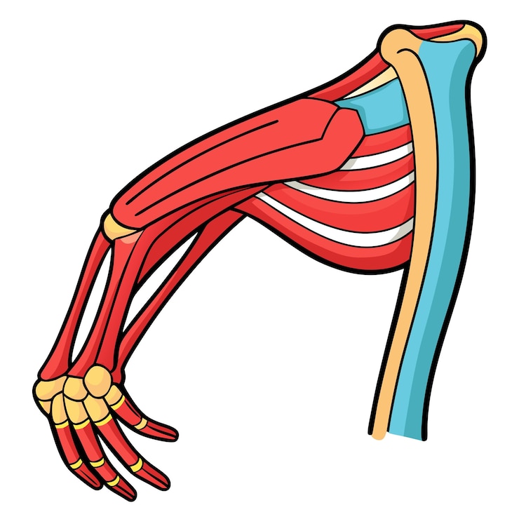 Vector ilustración vectorial al estilo de dibujos animados de la articulación del codo humano