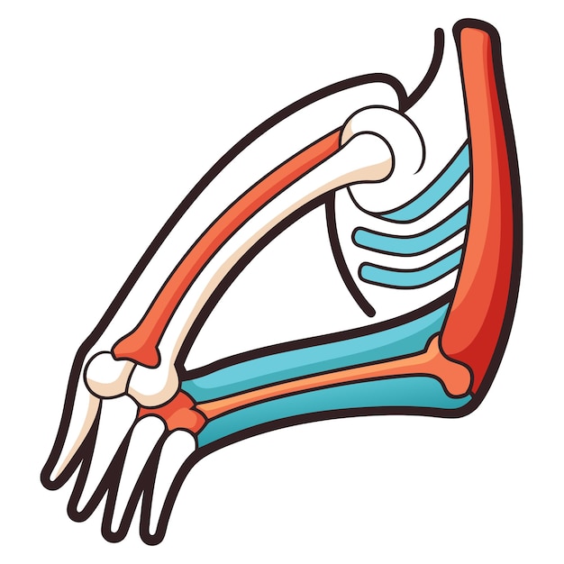 Ilustración vectorial al estilo de dibujos animados de la articulación del codo humano