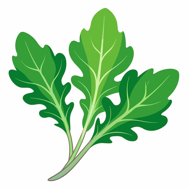 Ilustración vectorial al estilo de dibujos animados de Arugula clipart