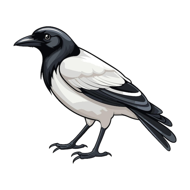 Ilustración vectorial al estilo de dibujos animados de pájaros urraca